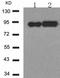 Ribosomal Protein S6 Kinase A1 antibody, TA323476, Origene, Western Blot image 