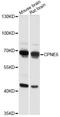 Copine 6 antibody, LS-C749390, Lifespan Biosciences, Western Blot image 