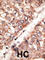 Bone morphogenetic protein 3 antibody, abx029320, Abbexa, Western Blot image 
