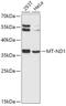 Mitochondrially Encoded NADH:Ubiquinone Oxidoreductase Core Subunit 1 antibody, GTX64794, GeneTex, Western Blot image 