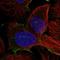 PDZ Domain Containing 8 antibody, HPA051610, Atlas Antibodies, Immunofluorescence image 