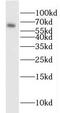 Solute Carrier Family 29 Member 1 (Augustine Blood Group) antibody, FNab02778, FineTest, Western Blot image 