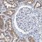 MET Transcriptional Regulator MACC1 antibody, HPA020103, Atlas Antibodies, Immunohistochemistry frozen image 