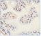 SLIT and NTRK-like protein 1 antibody, NBP1-49541, Novus Biologicals, Immunohistochemistry frozen image 