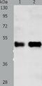 Protein C inhibitor antibody, TA323610, Origene, Western Blot image 