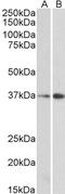Mortality factor 4-like protein 1 antibody, TA311371, Origene, Western Blot image 