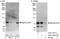 Rac GTPase-activating protein 1 antibody, A302-798A, Bethyl Labs, Immunoprecipitation image 
