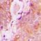 Rah1 antibody, LS-C368783, Lifespan Biosciences, Immunohistochemistry frozen image 