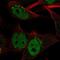 Claspin antibody, NBP2-55290, Novus Biologicals, Immunofluorescence image 