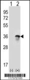 U2 Small Nuclear RNA Auxiliary Factor 1 antibody, 61-517, ProSci, Western Blot image 