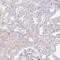 Protein boule-like antibody, HPA048813, Atlas Antibodies, Immunohistochemistry frozen image 
