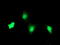 Tubulin Folding Cofactor C antibody, TA504685, Origene, Immunofluorescence image 