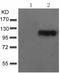 Integrin beta-3 antibody, TA323714, Origene, Western Blot image 