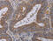 Zinc Finger CCCH-Type Containing 12A antibody, MBS2520051, MyBioSource, Immunohistochemistry frozen image 