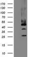 Mannose Phosphate Isomerase antibody, TA504792, Origene, Western Blot image 