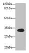 Oxidative Stress Responsive Serine Rich 1 antibody, CSB-PA865164LA01HU, Cusabio, Western Blot image 