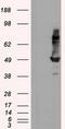 Intraflagellar Transport 57 antibody, LS-C114976, Lifespan Biosciences, Western Blot image 