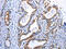 Dopamine Receptor D4 antibody, CSB-PA967891, Cusabio, Immunohistochemistry paraffin image 