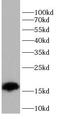 pVHL antibody, FNab09402, FineTest, Western Blot image 