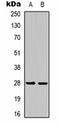 14-3-3 Epsilon antibody, orb323203, Biorbyt, Western Blot image 