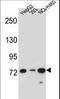 Ligand of Numb protein X 2 antibody, LS-C165818, Lifespan Biosciences, Western Blot image 