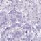 Pyruvate Dehydrogenase E1 Alpha 2 Subunit antibody, HPA047487, Atlas Antibodies, Immunohistochemistry frozen image 