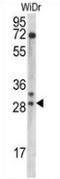 Mitochondrial Ribosomal Protein L9 antibody, AP52750PU-N, Origene, Western Blot image 