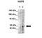 Nuclear RNA Export Factor 5 antibody, PA5-69110, Invitrogen Antibodies, Western Blot image 