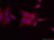 Protein lin-7 homolog C antibody, 14656-1-AP, Proteintech Group, Immunofluorescence image 