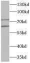 YY1 Transcription Factor antibody, FNab10027, FineTest, Western Blot image 