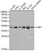Cyclin Dependent Kinase 9 antibody, 16-157, ProSci, Western Blot image 