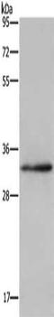 Claudin 23 antibody, CSB-PA216811, Cusabio, Western Blot image 