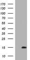 Microseminoprotein Beta antibody, TA803519, Origene, Western Blot image 