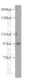 Ubiquitin carboxyl-terminal hydrolase 13 antibody, 16840-1-AP, Proteintech Group, Western Blot image 
