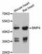 Bone Morphogenetic Protein 4 antibody, LS-C331543, Lifespan Biosciences, Western Blot image 