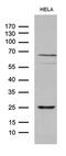 Nucleic Acid Binding Protein 1 antibody, MA5-27390, Invitrogen Antibodies, Western Blot image 