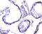 Hsp110 antibody, A04168, Boster Biological Technology, Immunohistochemistry frozen image 