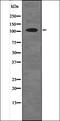Histone Deacetylase 7 antibody, orb336045, Biorbyt, Western Blot image 