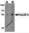 POU Class 2 Homeobox 3 antibody, 7795, ProSci, Western Blot image 