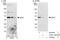 Mitogen-Activated Protein Kinase Kinase 1 antibody, A302-140A, Bethyl Labs, Western Blot image 