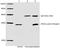 40S ribosomal protein SA antibody, LS-B14127, Lifespan Biosciences, Immunoprecipitation image 