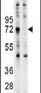 Ubiquilin-1 antibody, PA5-12078, Invitrogen Antibodies, Western Blot image 