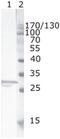Protein Nef antibody, MA1-71502, Invitrogen Antibodies, Western Blot image 