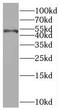 Solute Carrier Family 45 Member 2 antibody, FNab07965, FineTest, Western Blot image 