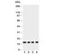 Myoglobin antibody, R30925, NSJ Bioreagents, Western Blot image 
