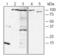 Poly(ADP-Ribose) Polymerase 1 antibody, ALX-210-540-R100, Enzo Life Sciences, Western Blot image 