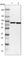ATP Binding Cassette Subfamily F Member 2 antibody, HPA020091, Atlas Antibodies, Western Blot image 