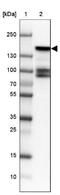BMP-2-inducible protein kinase antibody, NBP1-88601, Novus Biologicals, Western Blot image 
