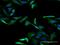 Putative RNA-binding protein 3 antibody, H00005935-M06, Novus Biologicals, Immunofluorescence image 