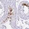 Spermatid nuclear transition protein 1 antibody, NBP2-30567, Novus Biologicals, Immunohistochemistry paraffin image 